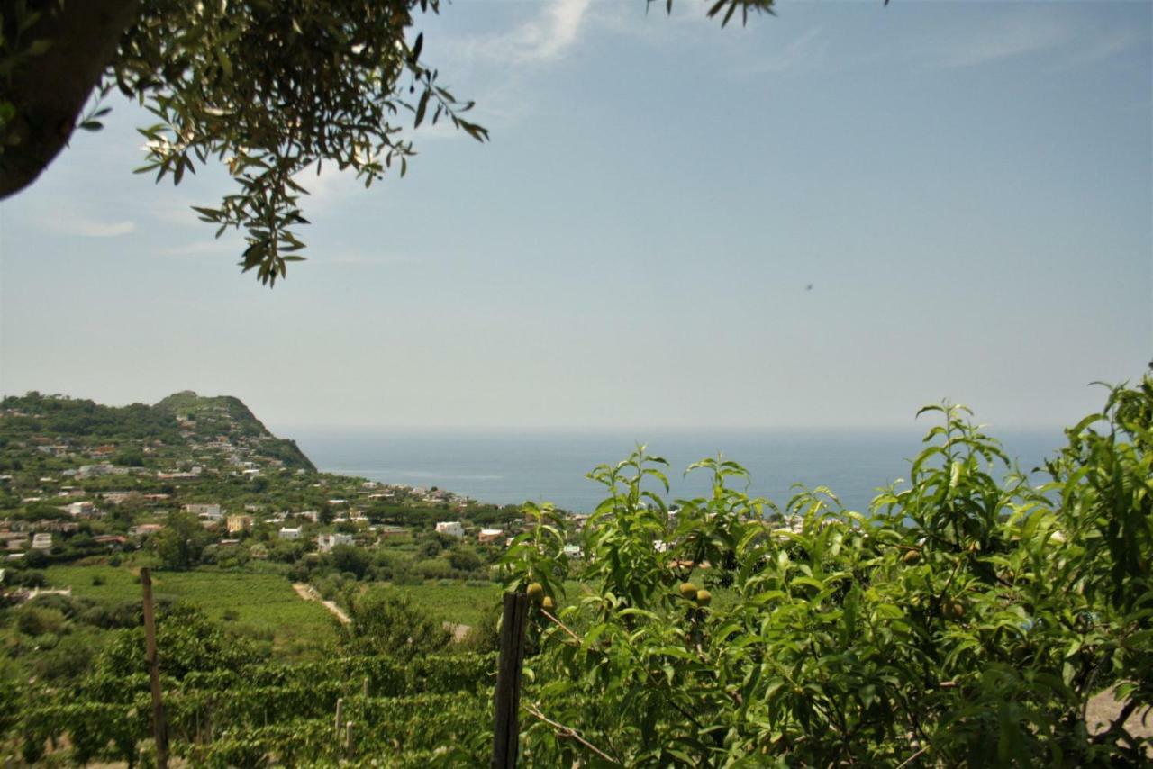 Casa Ischitana Leilighet Forio di Ischia Eksteriør bilde